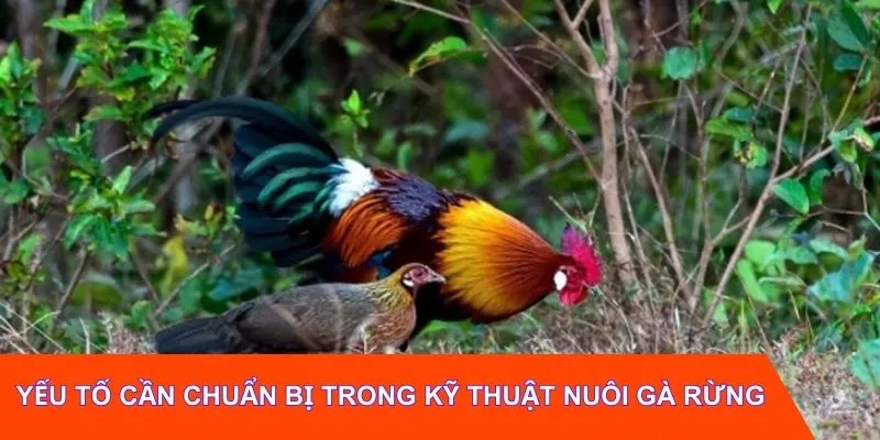 Các yếu tố cần chuẩn bị trong kỹ thuật nuôi gà rừng