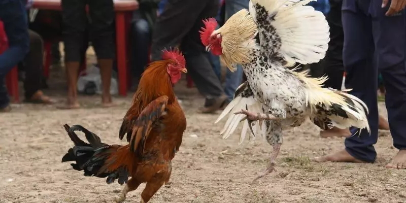 Khái niệm đá gà cựa dao