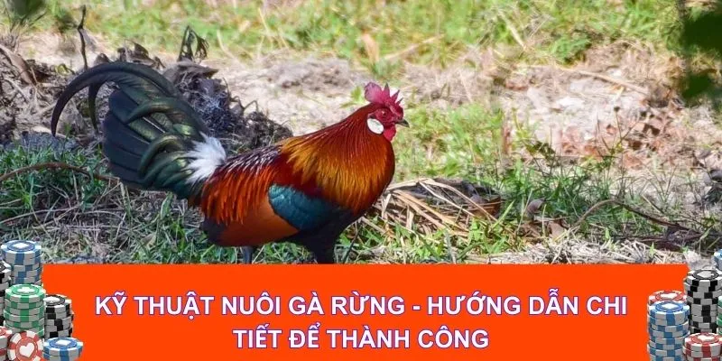 ky-thuat-nuoi-ga-rung-huong-dan-chi-tiet-de-thanh-cong