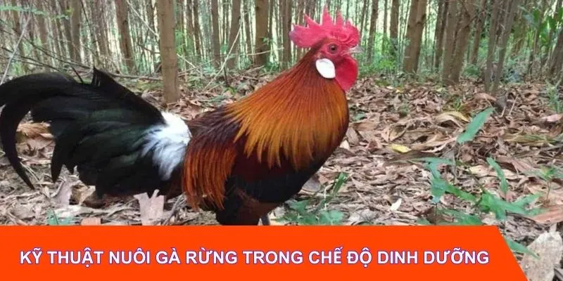 Kỹ thuật nuôi gà rừng trong chế độ dinh dưỡng