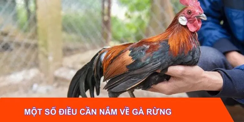 Một số điều cần nắm về gà rừng
