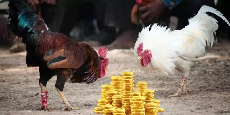 Phân bổ tiền thông minh khi chơi đá gà cựa dao